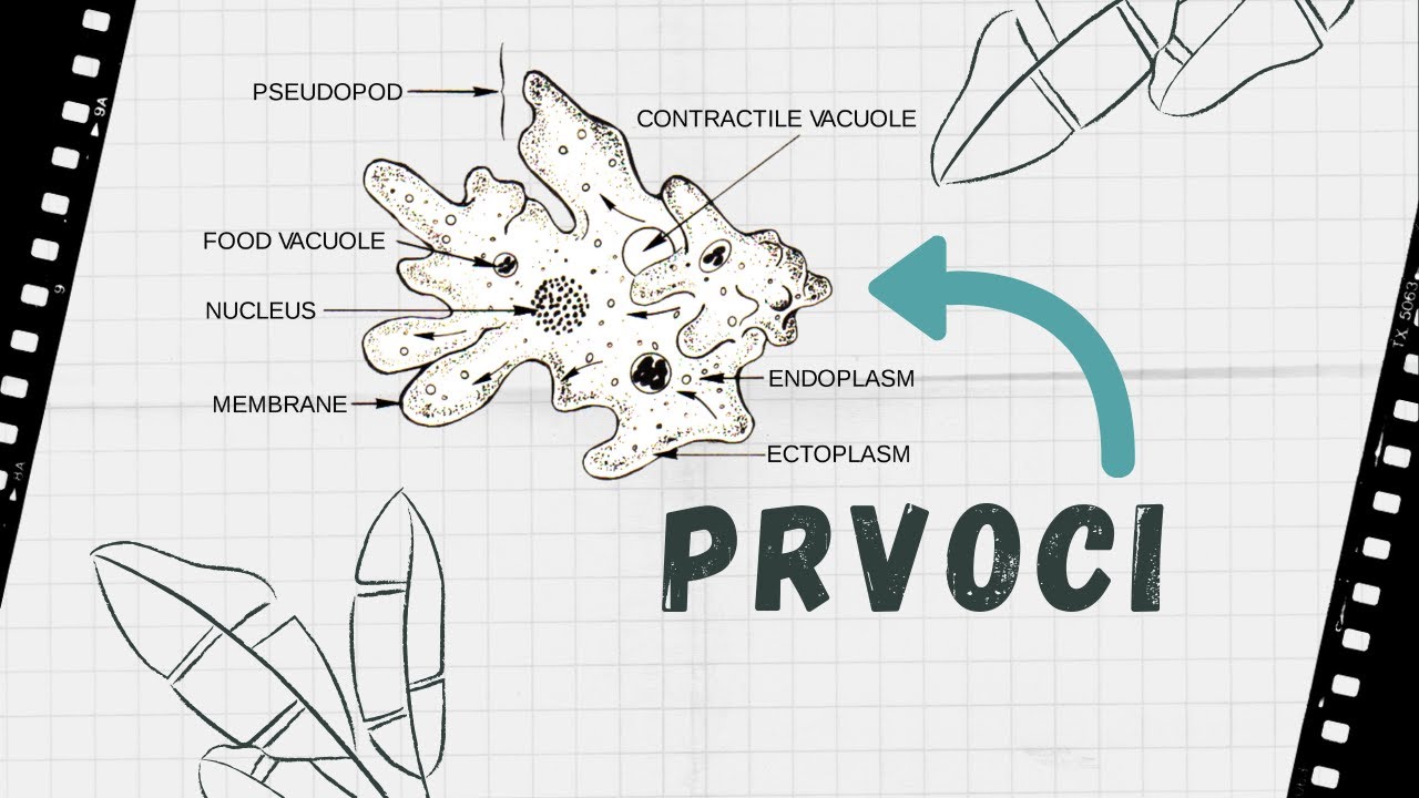 Přírodopis - prvoci (nálevníci, bičíkovci, kořenonožci)