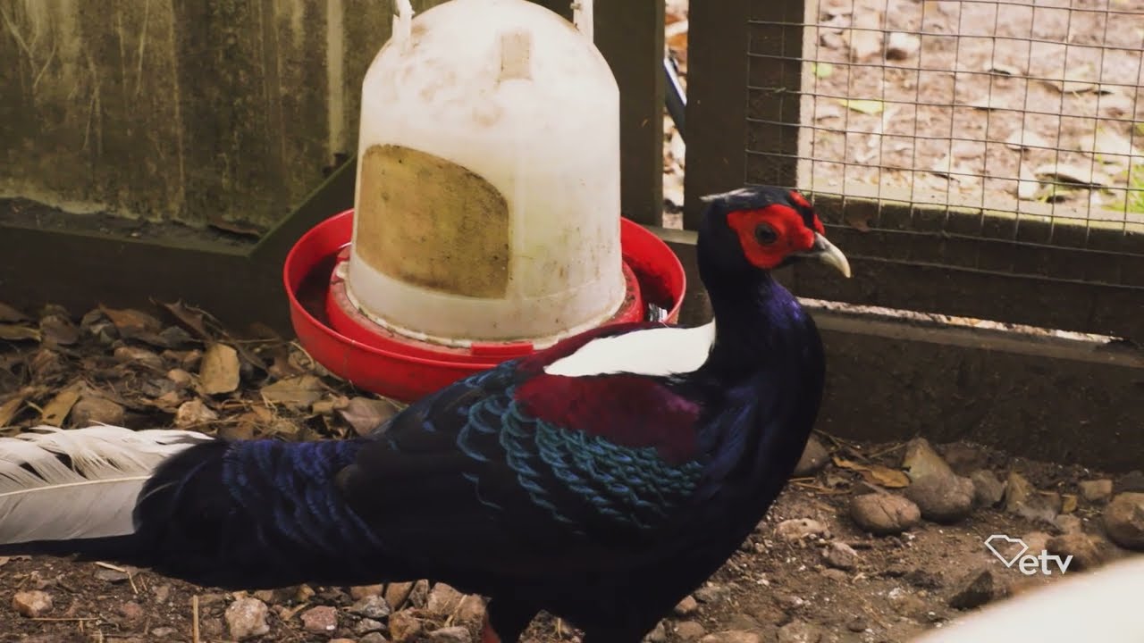 Saving Endangered Fowls in Cayce | Palmetto Scene