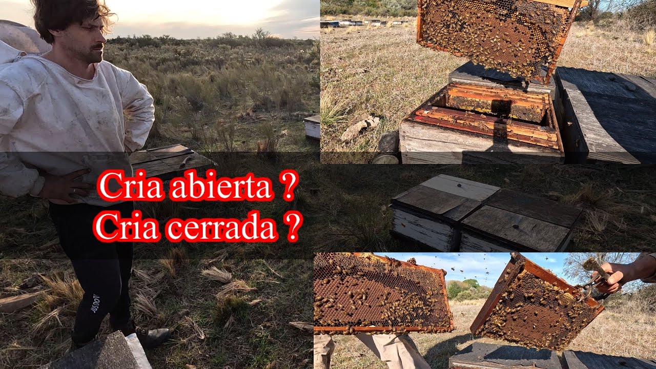 Cria abierta o cria cerrada ? Asi hacemos nuestros nucleos #136