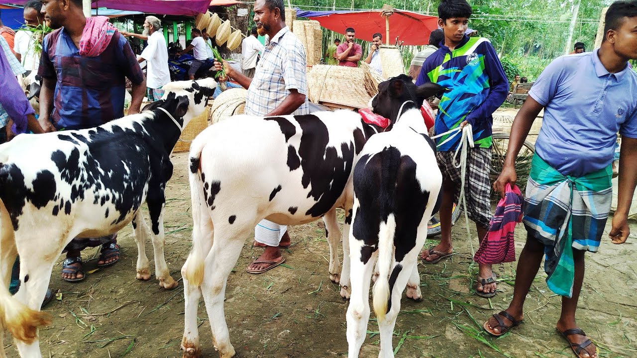 পহেলা ফেব্রুয়ারি রবিবার সিরাজগঞ্জ তালগাছি পশুর হাটের আজকের বাজার কেমন দেখুন সরাসরি। 