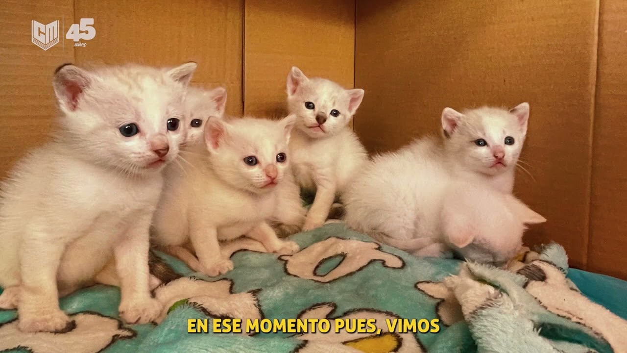 Nuevos integrantes de la familia del Metro