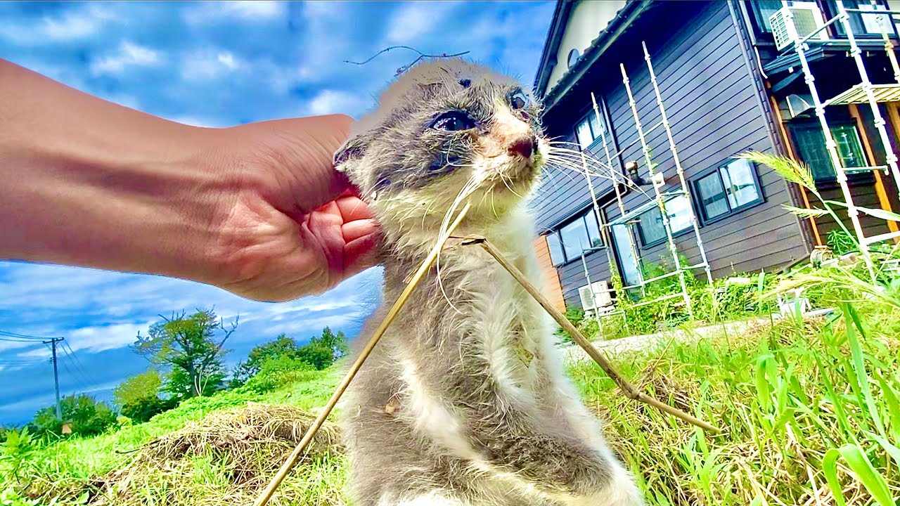 Спасение котят.
