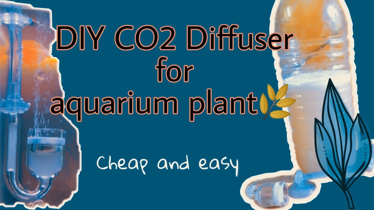 Innovation Special Project - Carbon Dioxide Diffuser❗Good for aquarium plant growth + cheap & easy 🌿