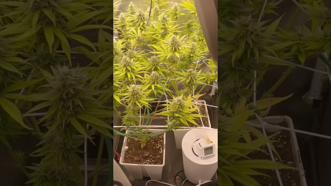 BSF Double cookies  - flowering week 8