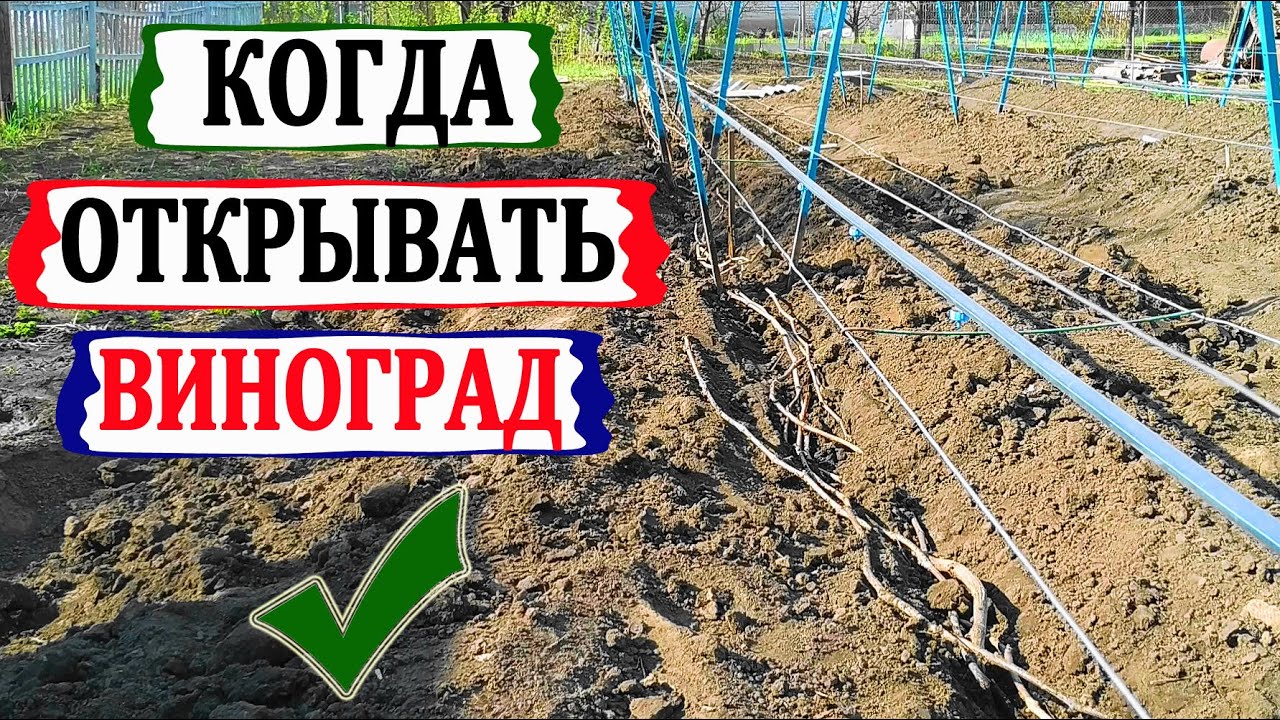 🍇 Когда открывать виноград весной 2021 года. При какой температуре погибают почки в глазках?