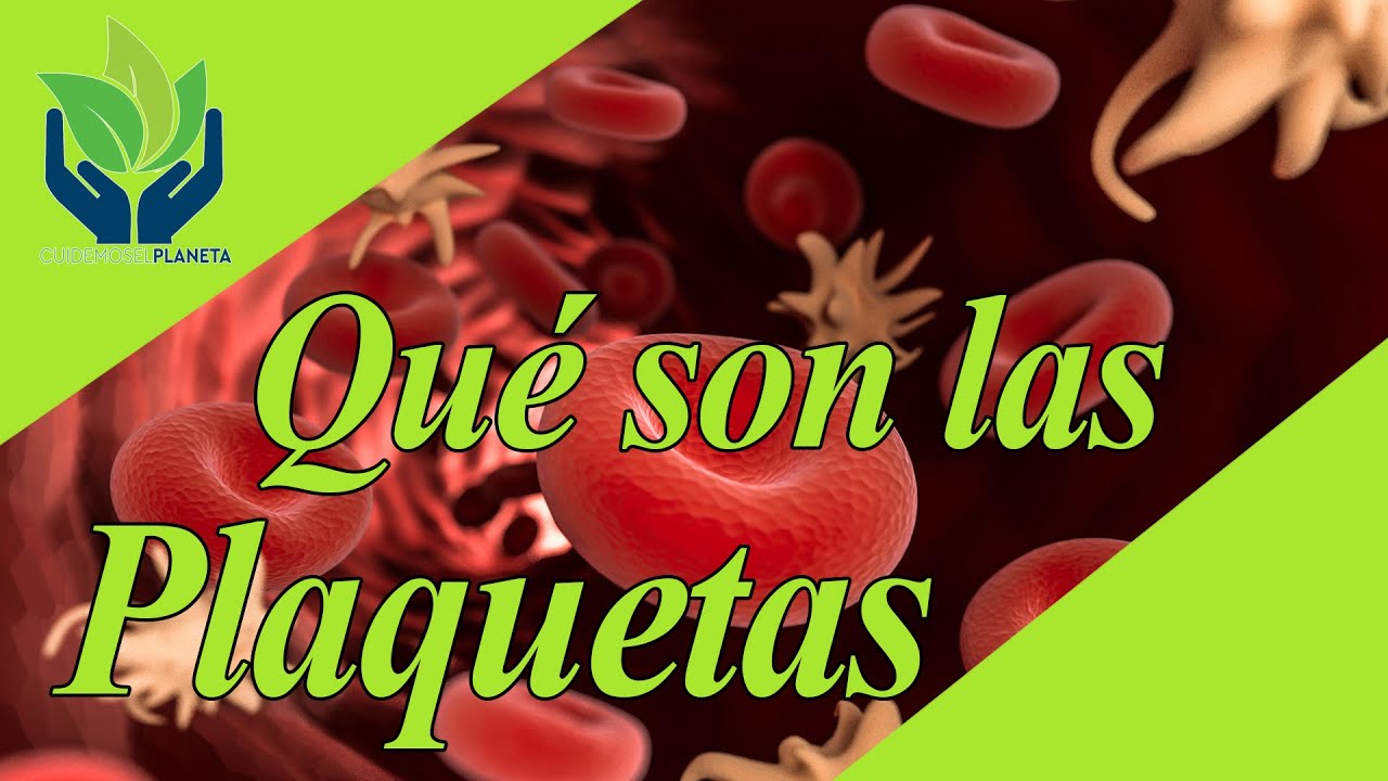 Plaquetas: tipos, características, funciones...