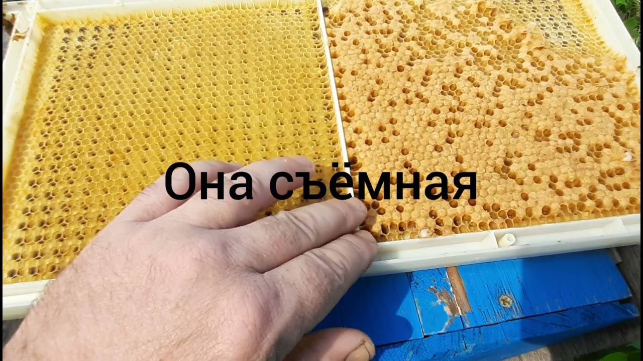 Система для вывода маток и получения маточного молочка (с алиэкспресс)