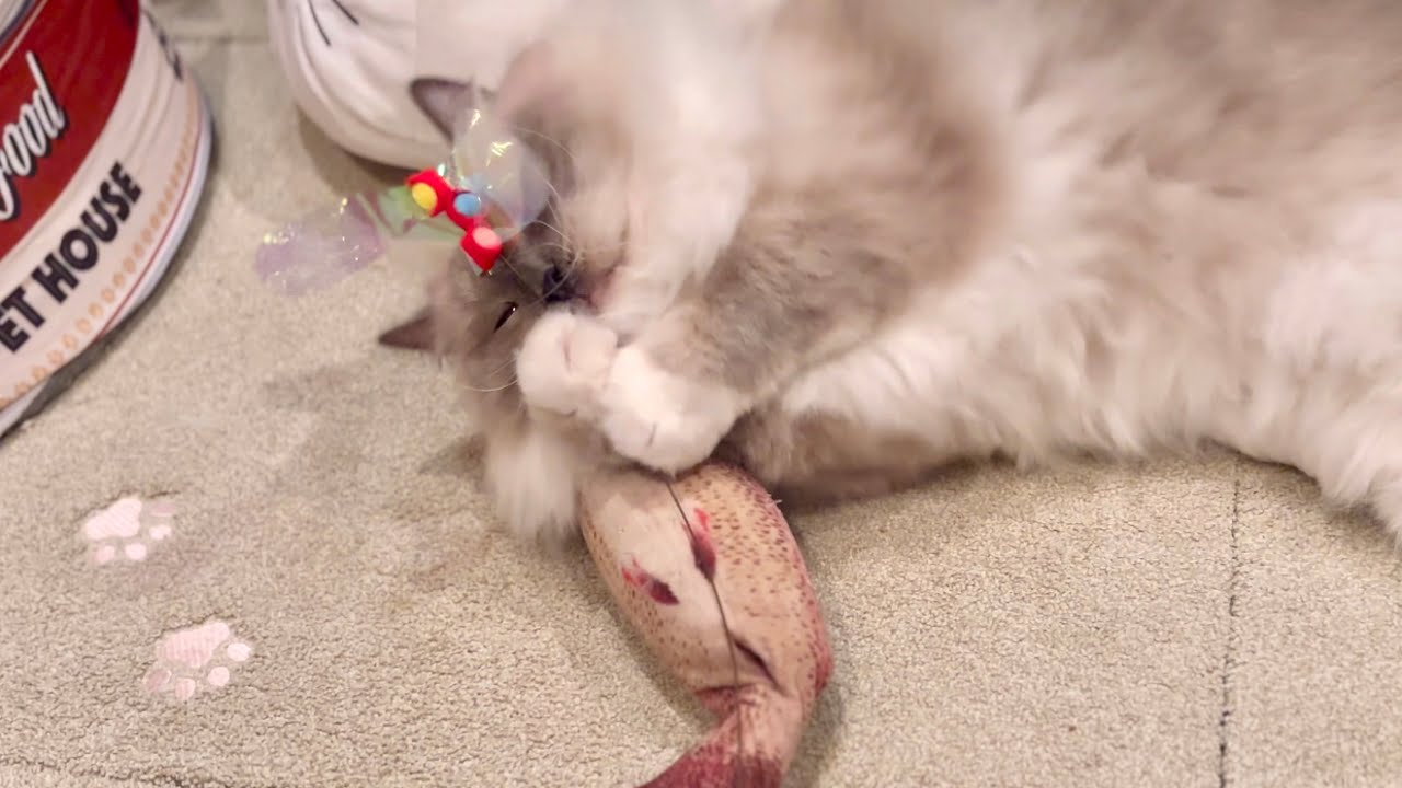 【猫】猫の体の冷えやすい所はここだ  【たまに雑学概要欄】  #siamese   #cat   #ragdoll 