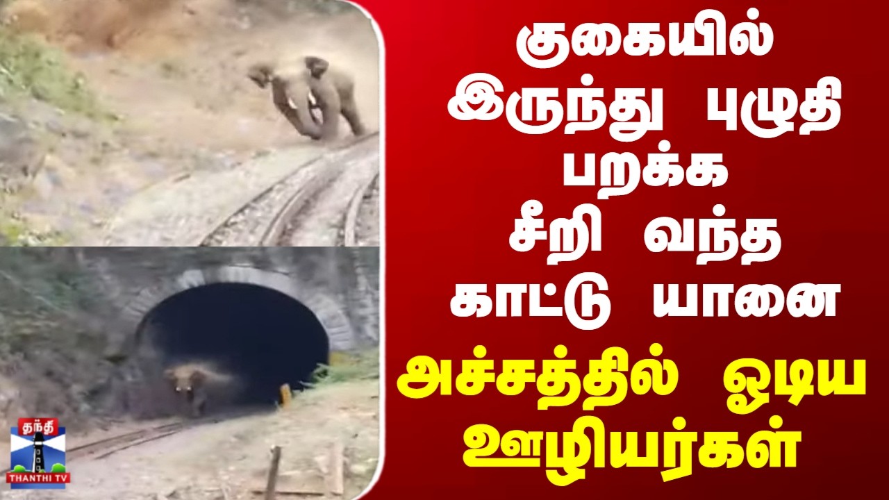 Nilgiris | Elephant | குகையில் இருந்து புழுதி பறக்கசீறி வந்த காட்டு யானை.. அச்சத்தில் ஓடிய ஊழியர்கள்