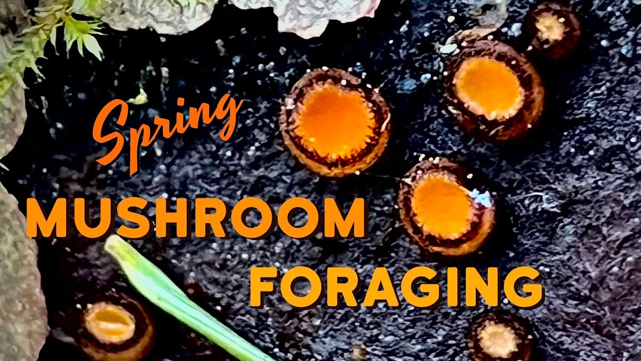 Spring Mushroom Foraging -  Wild Mushroom Identification in the Pacific Northwest PNW