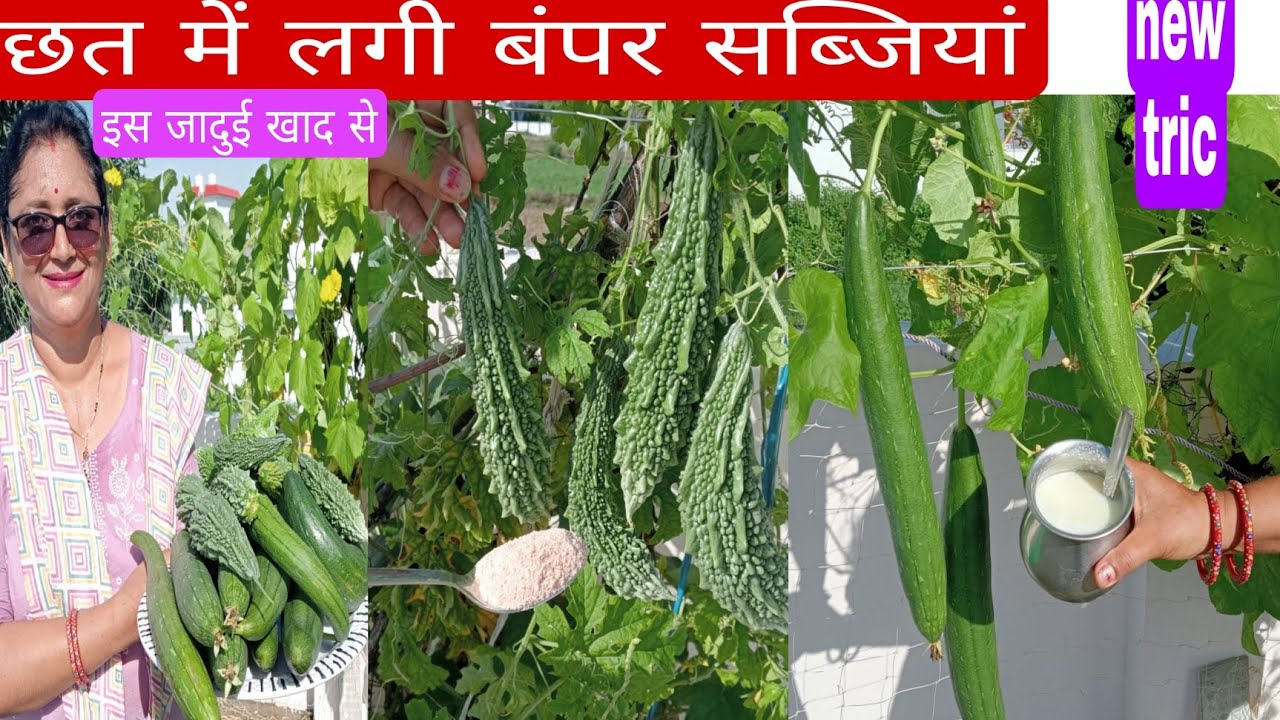 काला नमक और छाछ का जादू तोरई ,करेला  लौकी, कद्दू में एक भी फल नहीं सड़ेगा लगेगी भर- भर के सब्जियां