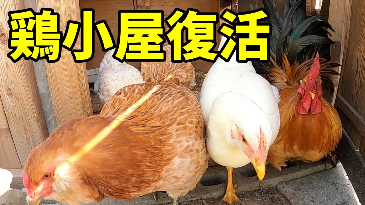 鶏小屋の襲撃を乗り越え、無事復活してきました… 83話目