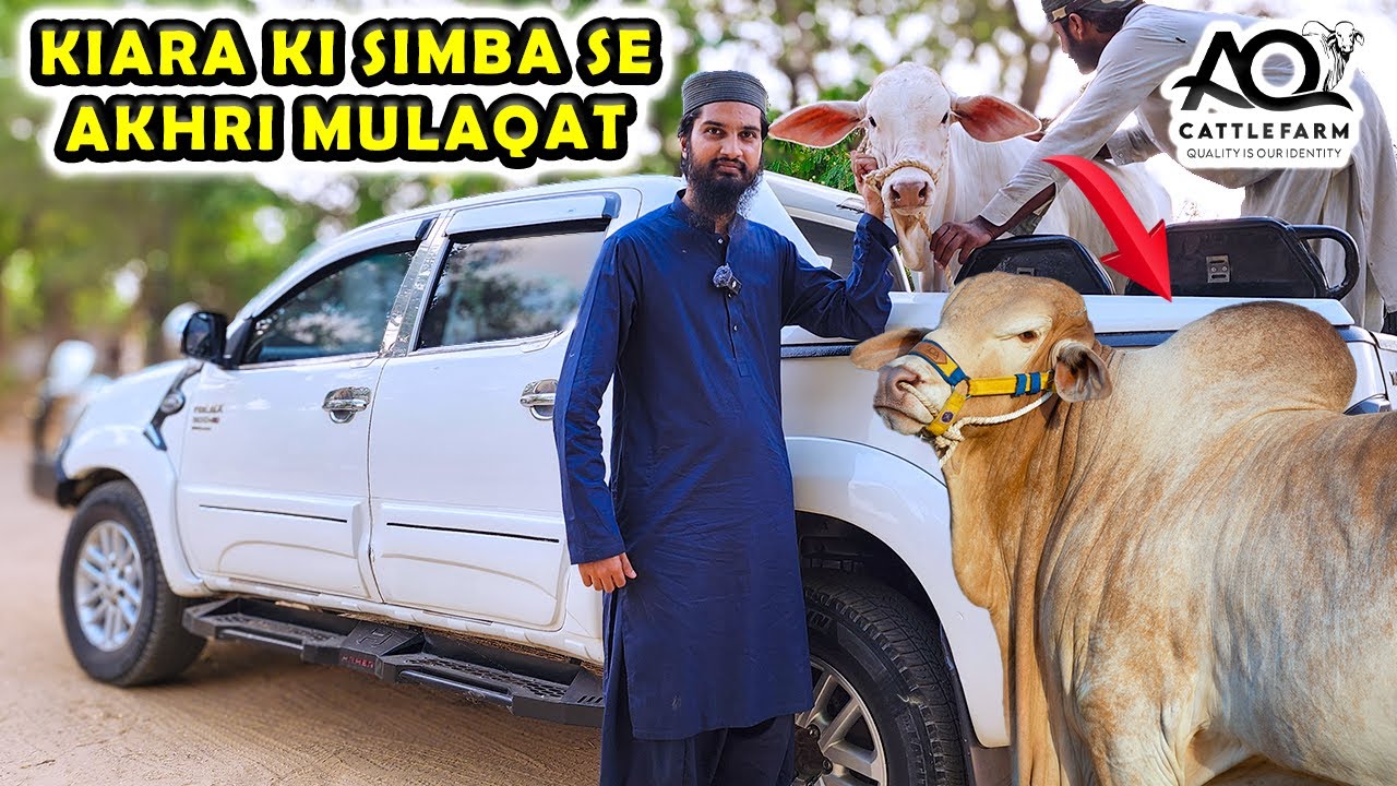 KIARA REVEALED | SIMBA Se Akhri Mulaqat Karwane Ghar Le Gaey | AQ Cattle Farm