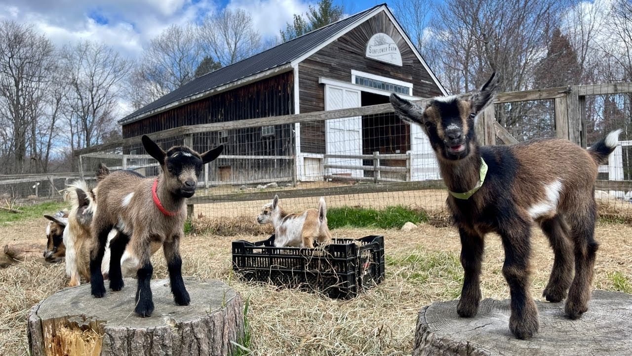 Cute Goat Kids Let Loose!