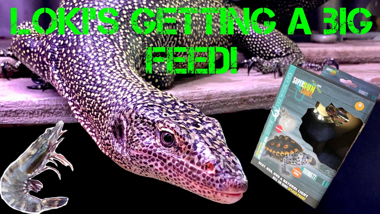 Update on Loki my Mangrove monitor ~ Varanus indicus