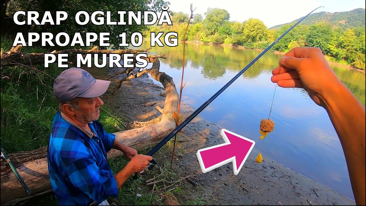 Pescarul Bătrân de pe MUREȘ si CRAPUL OGLINDĂ ± 10 KG la Mamaligă + NOVACI DE 2.5 Kg Bucata