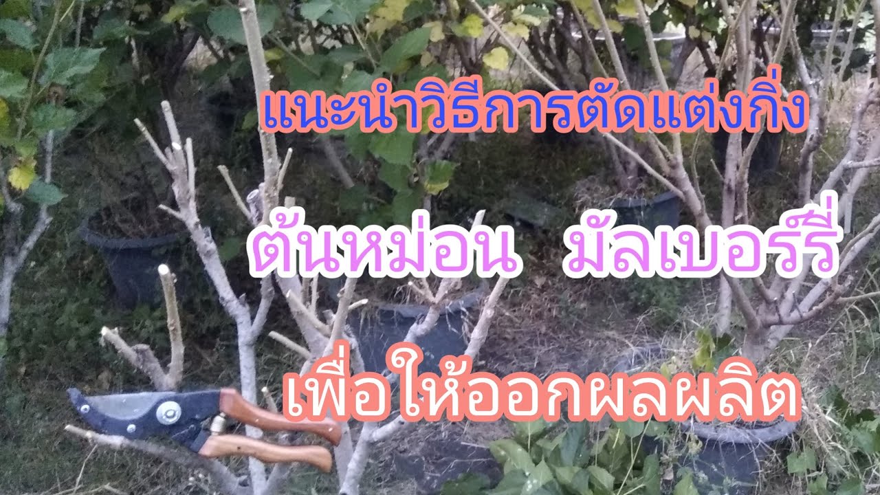 LP-EP5 ตัดแต่งกิ่งต้นหม่อน  มัลเบอร์รี่ อย่างไรให้ออกผล