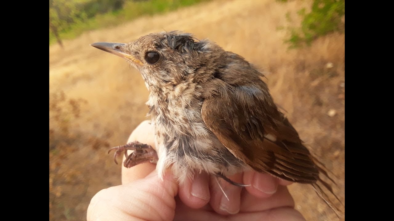 Learning about the Hermit Thrush at Big Basin Redwoods State Park