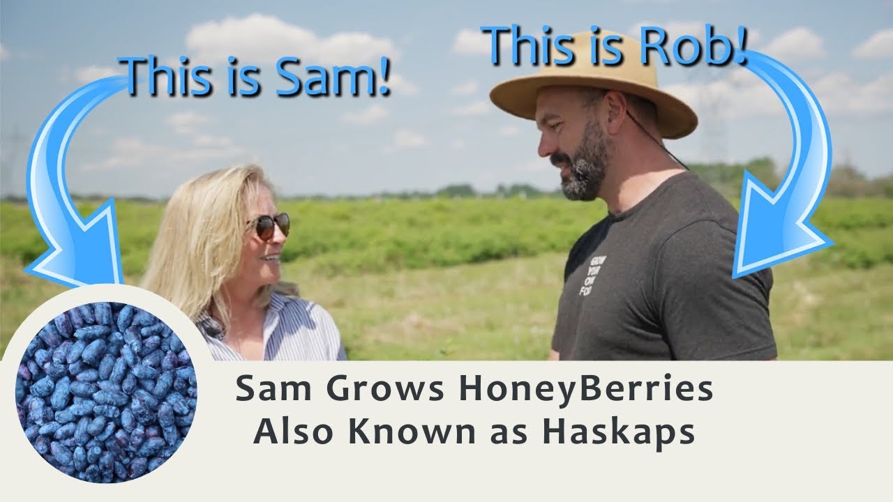Sassy G's Sam, and her Permaculture Haskap HoneyBerries at Blas Berry Orchards