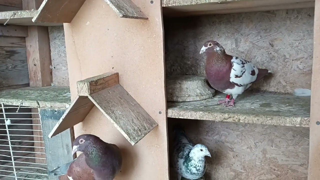 pigeon color some male