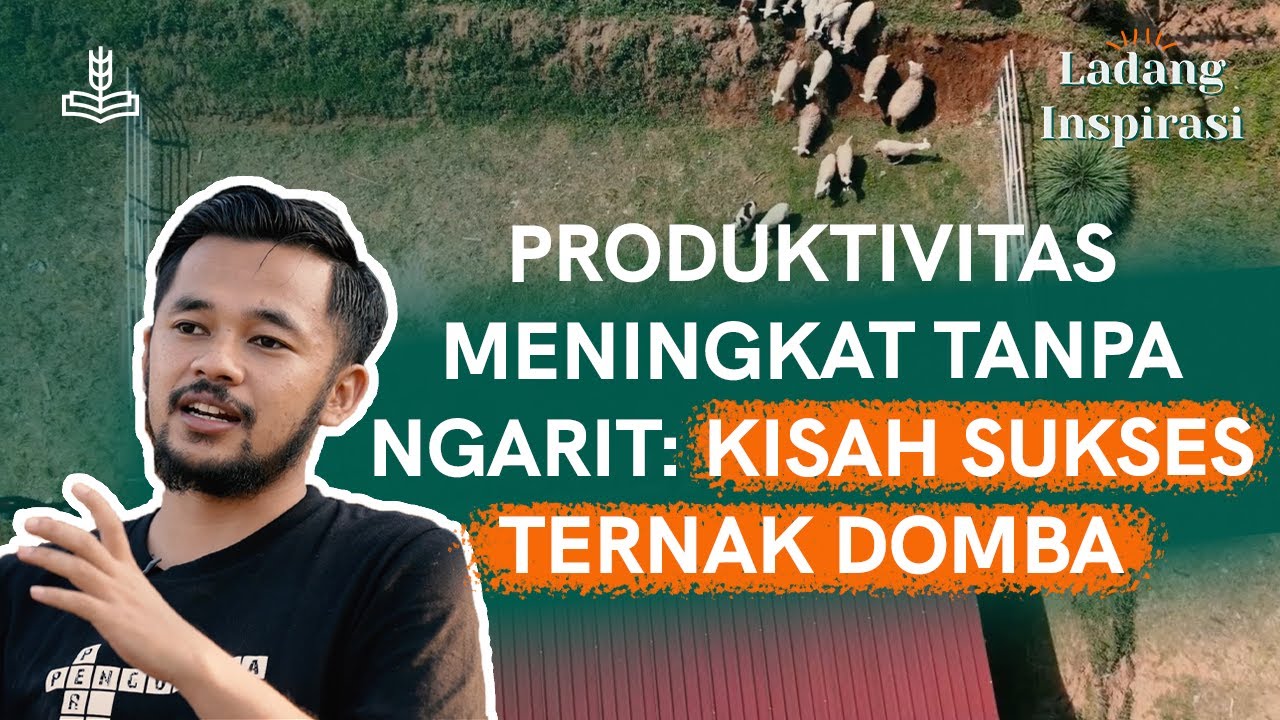 Pola Smart Farming, Peternak Hasilkan Ratusan Domba Berkualitas!