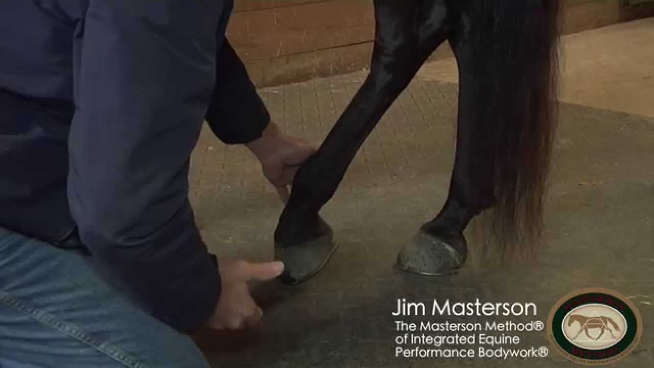 Hind Leg Release