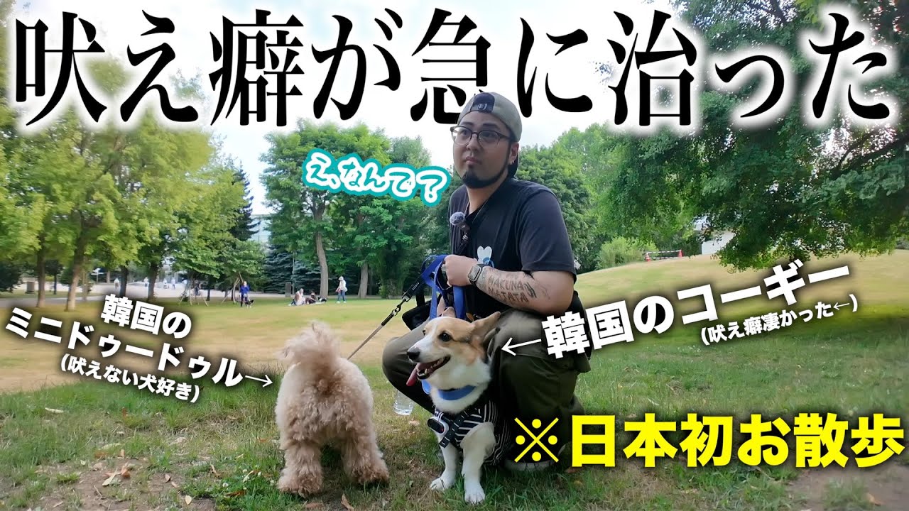 【なぜ】韓国から来た愛犬が吠えなくなりました😭✨【コンジュ・イブ初日本散歩】