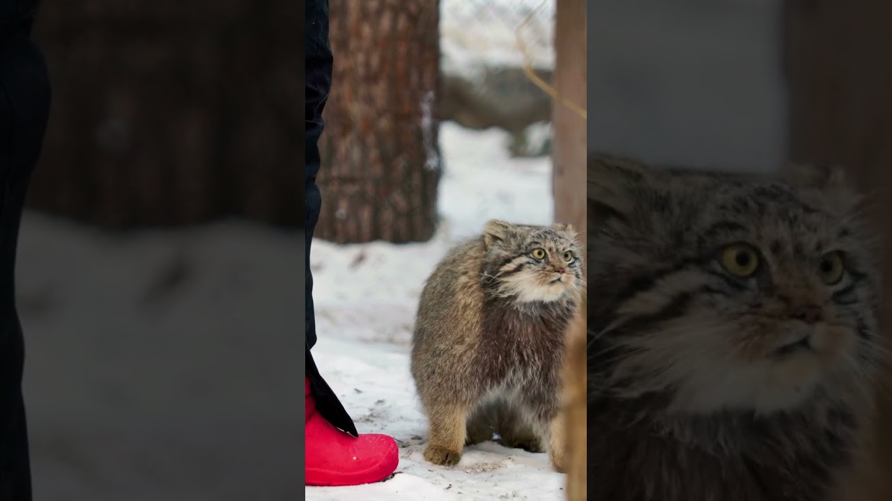 Pallas's cat kitten is hurrying to meet a keeper who brought her juicy and tasty mice!