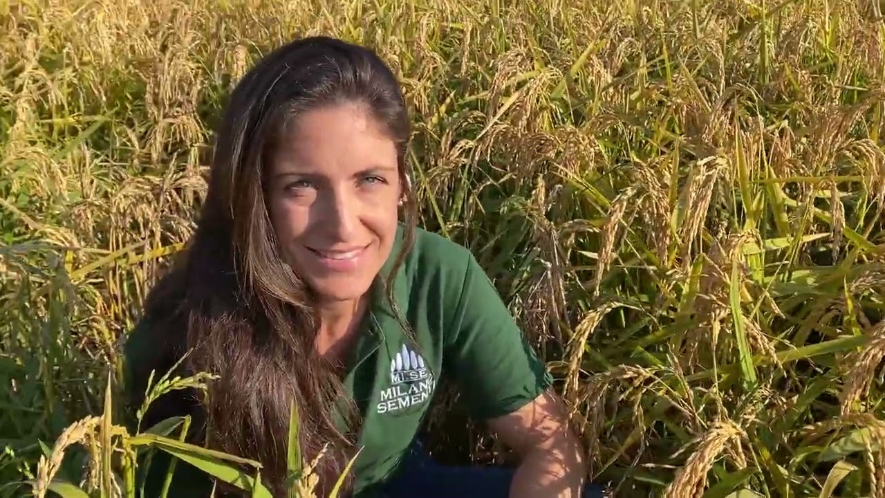 ISABELA, il tipo ARBORIO di Milano Sementi che tollera l'imazamox 