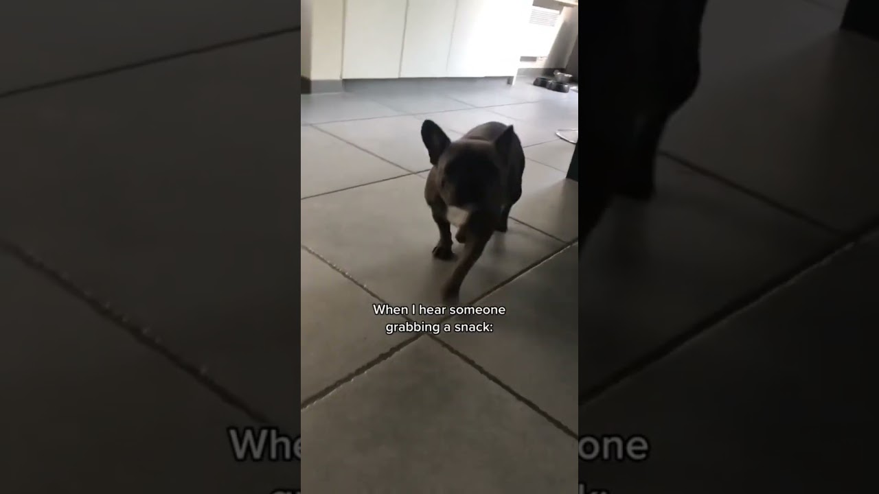 Who Got Snacks | Cute Funny French Bulldog Puppy 🥺🐶🐾 