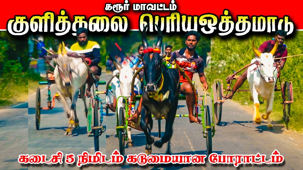 குளித்தலை குட்டப்பட்டி பெரியஒத்த மாடு 08/02/2026 #krish_studio_kattumavadi