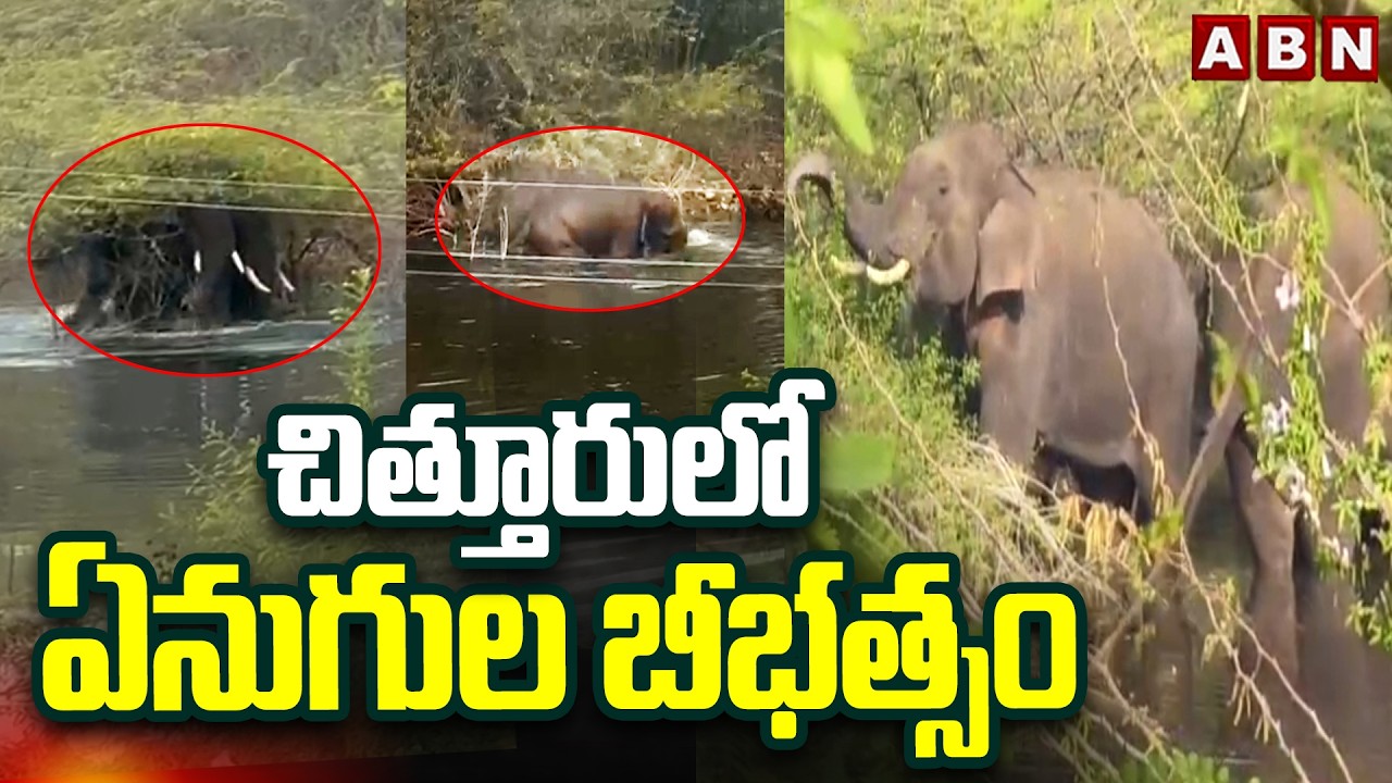 చిత్తూరులో ఏనుగుల బీభత్సం | Elephants Hulchul In Chittoor | ABN Telugu