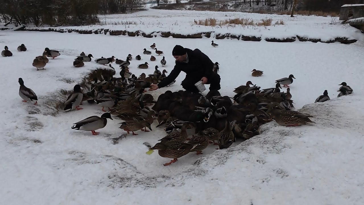 -17 градусів - як нутрія переносить холод в дикій природі.