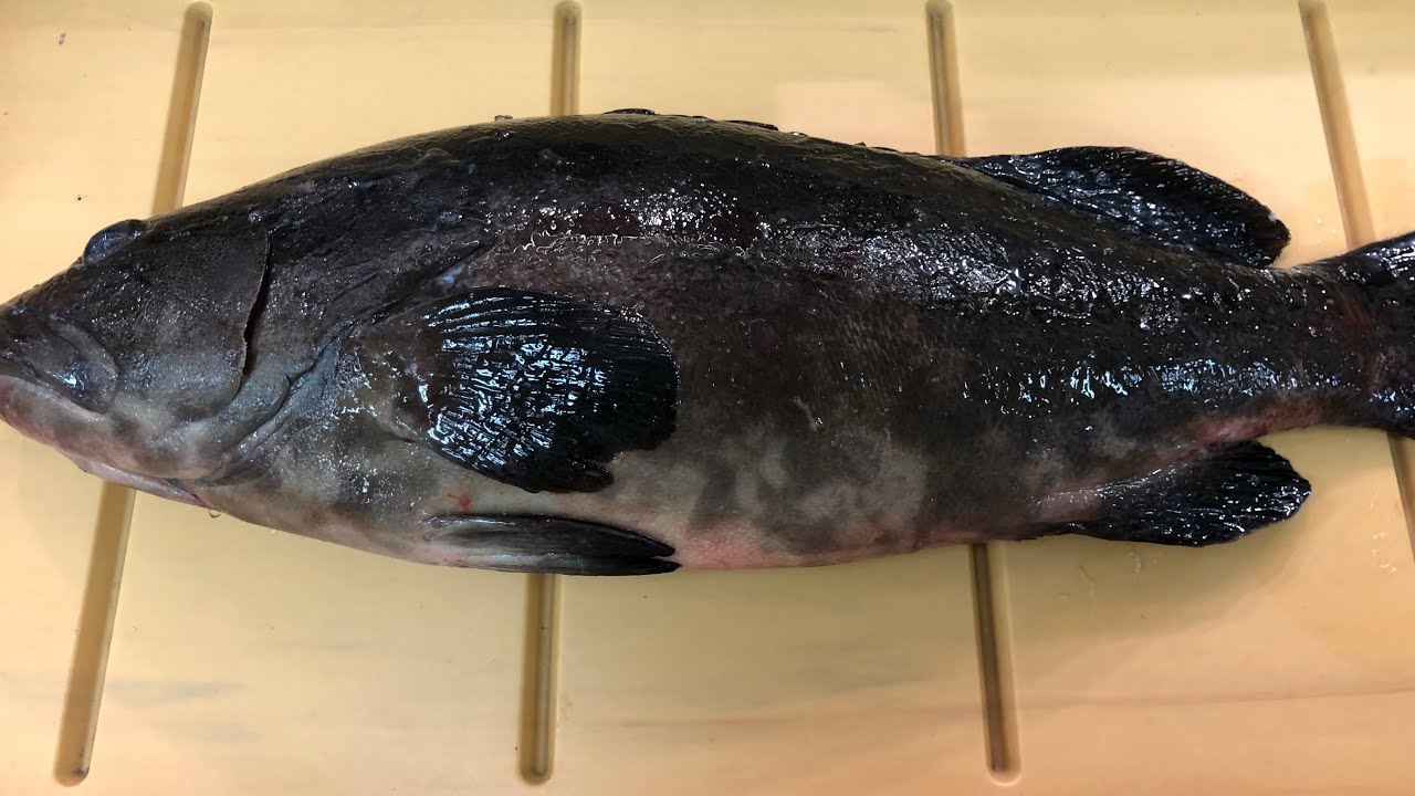 クエの捌き方(クエ鍋、クエのお造りまで)