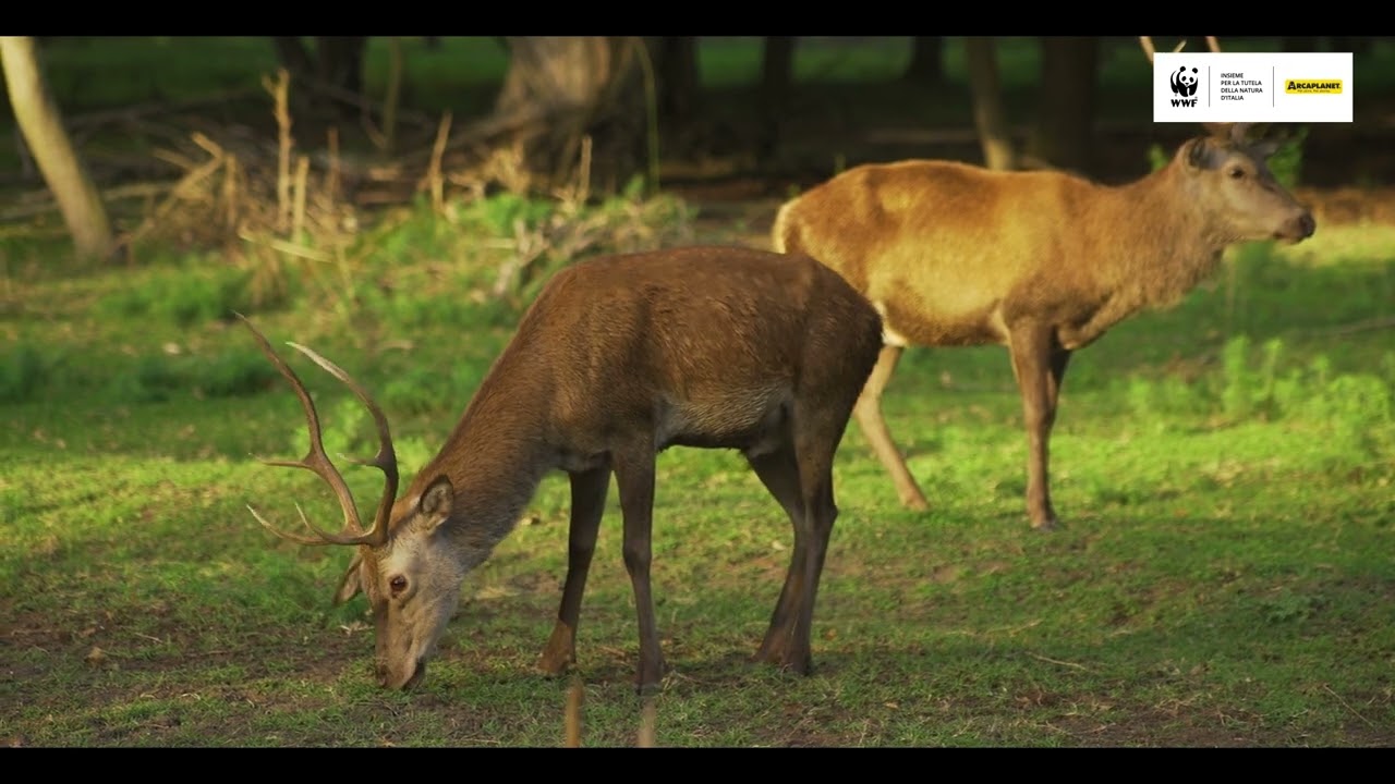Arcaplanet e il WWF Italia "Insieme per gli animali" -  Una nuova storia per il Cervo italico