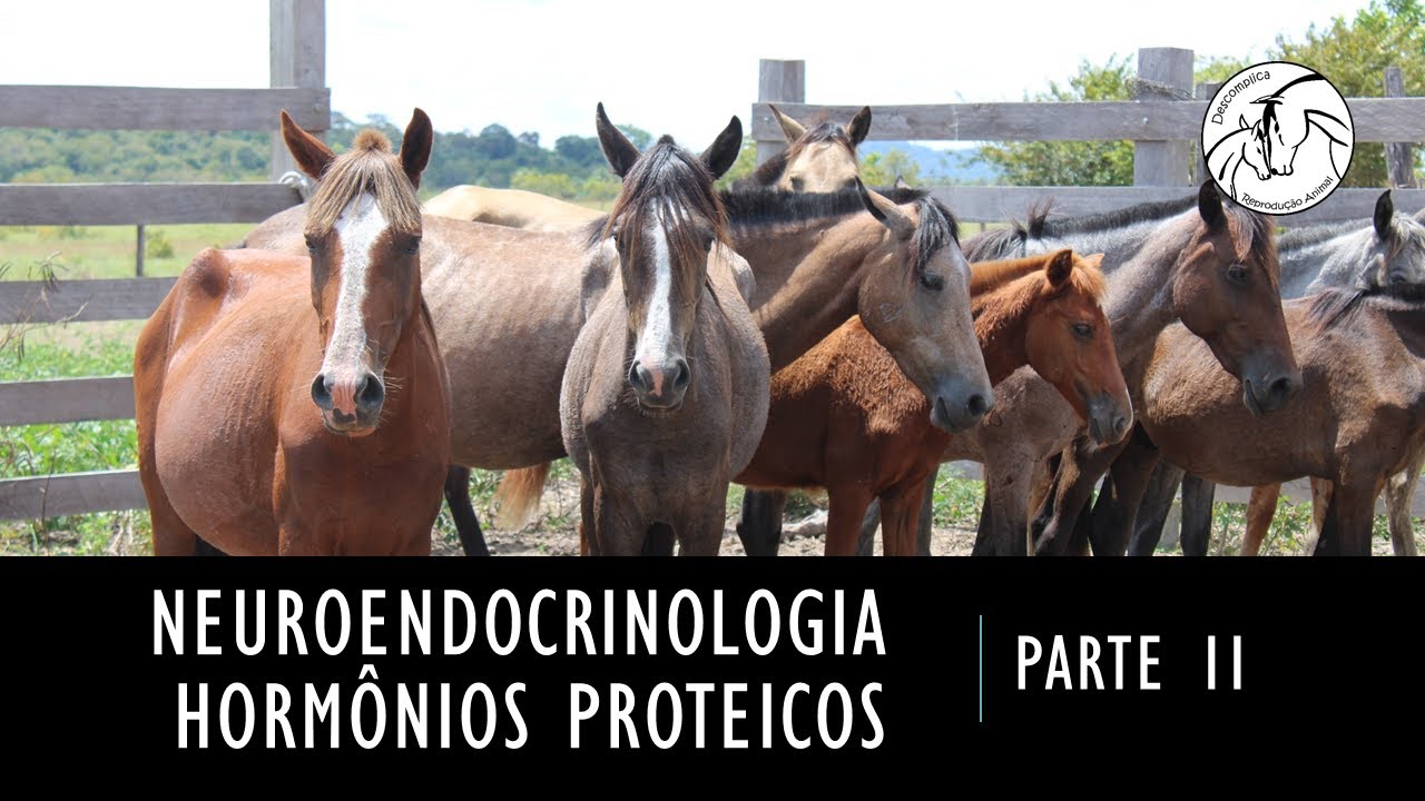 Neuroendocrinologia reprodutiva veterinária - parte 2 - hormonios proteicos