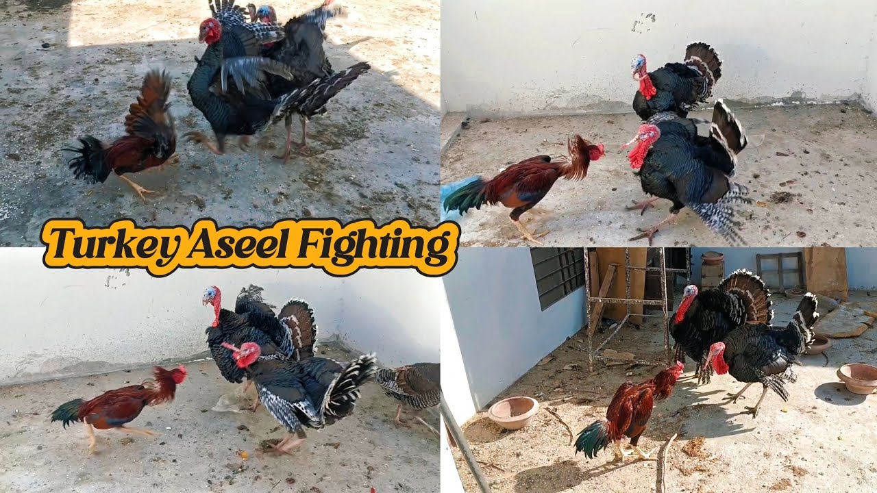 Turkey Birds and Aseel Fight #turkey #birds #animal #aseel 