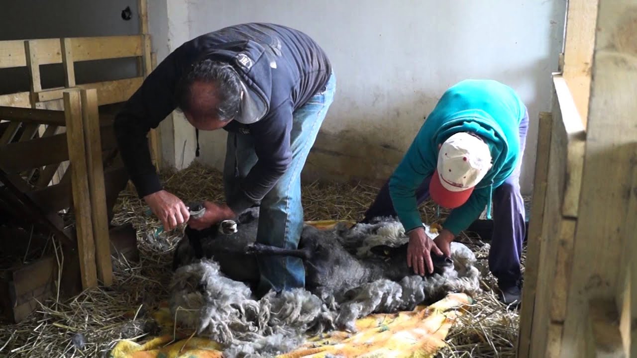 romanovske ovce maj 2015 / romanov sheep may 2015