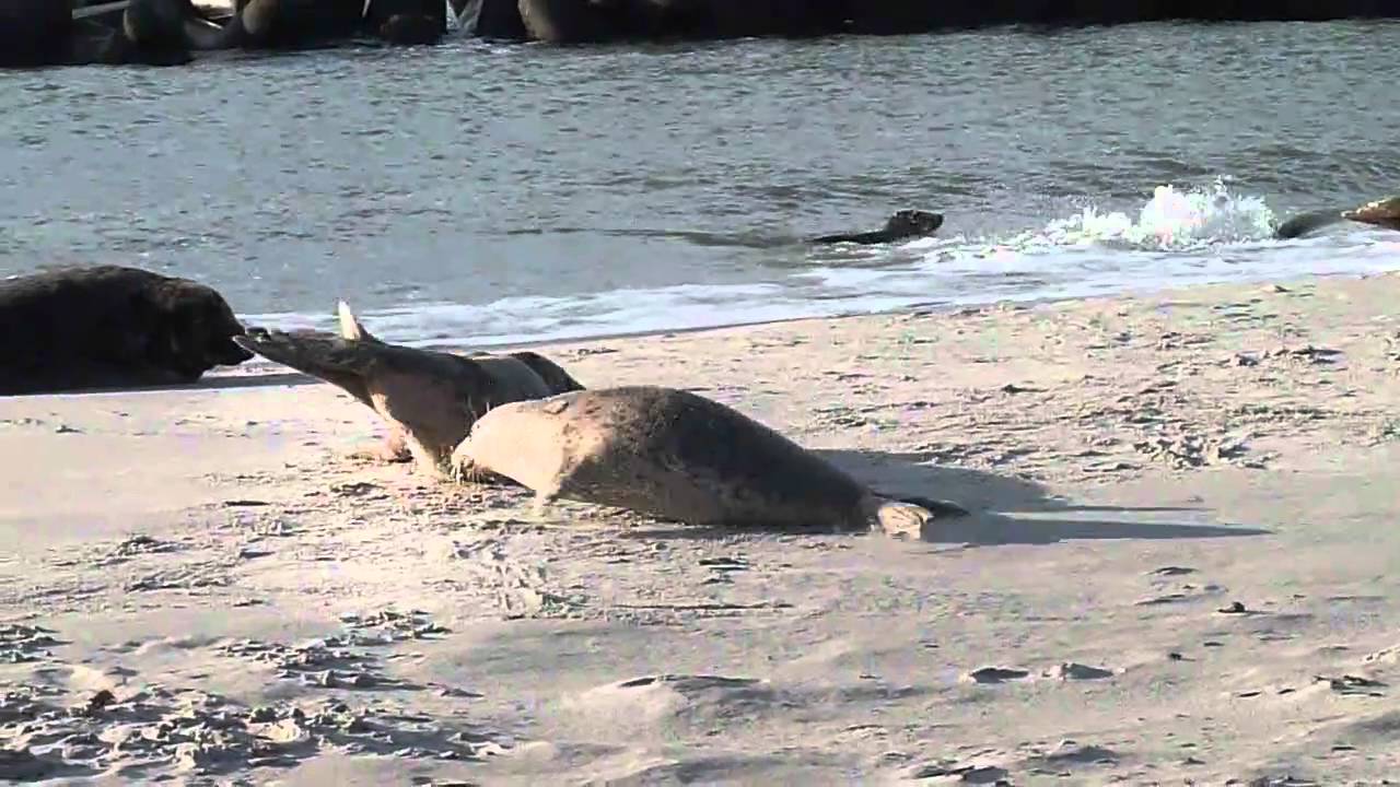 Robben Seehunde Kegelrobben  machen sealdance Party