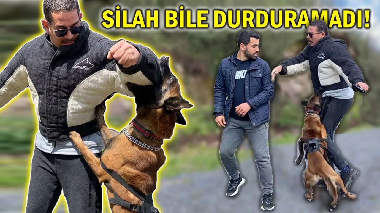 MERMİYE KAFA ATAN KÖPEKLER | BU SEFER ISIRILDIM ! | UÇAN KÖPEKLER