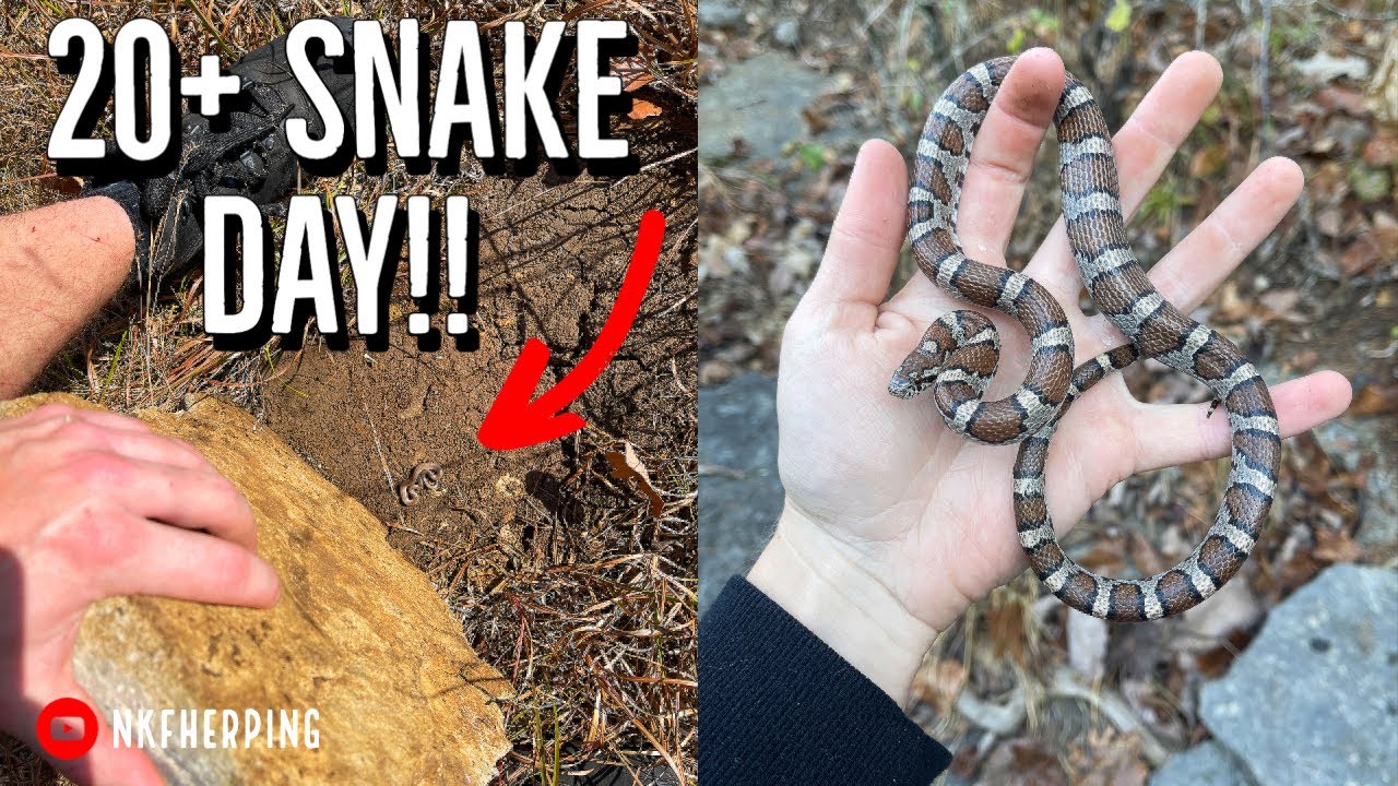 20+ Snakes Under Rocks! November Field Herping in Tenneseee!