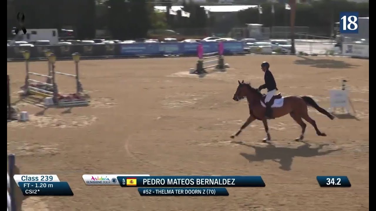 THELMA TER DOORN Z (Toulon / Sir Lui) - 2019 Mare - February 2026 - CSI** Sunshine Tour 2