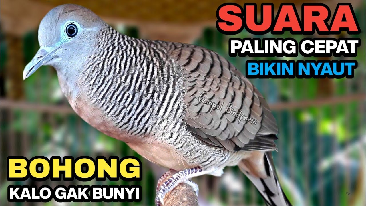Perkutut Lokal Gacor Suara Paling Ampuh Untuk Pancingan Burung Perkutut Agar Bunyi.
