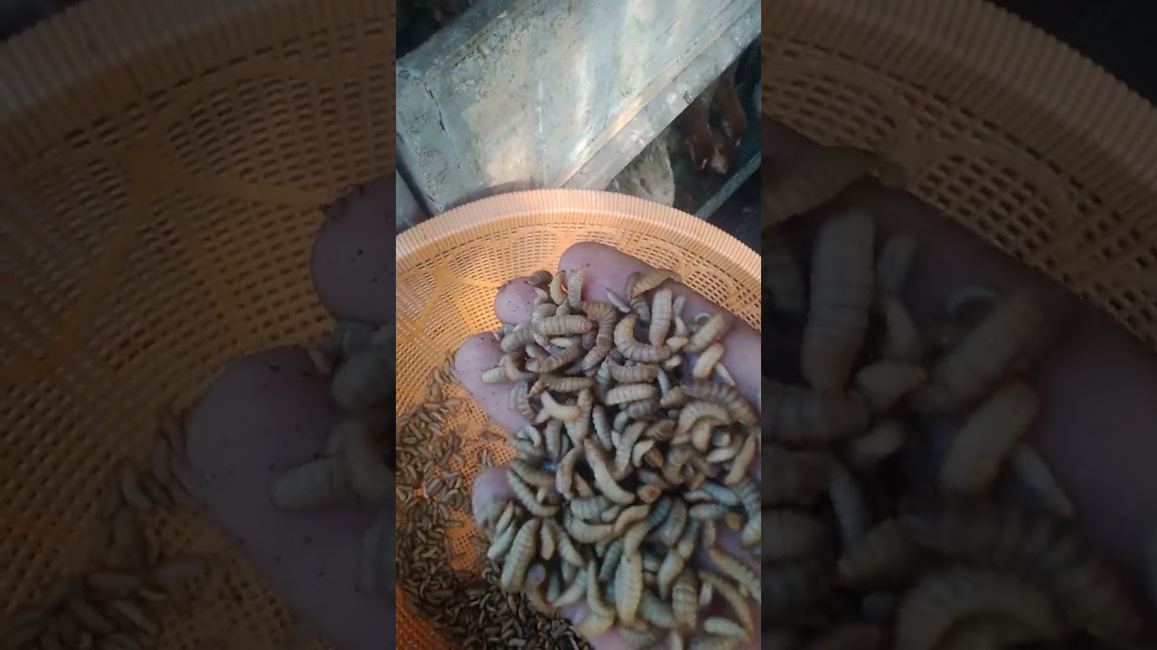 Maggot pakan ikan dan akan ayam #budidayalalatbsf  #sodpakanmaggot #maggotpakanikan  #maggotakanayam