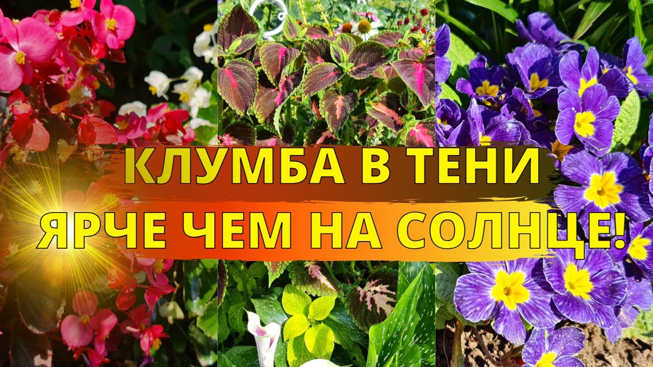 Клумба В ТЕНИ? Просто ПОСАДИТЕ ЭТИ ЦВЕТЫ и она СТАНЕТ ЯРЧЕ, чем на солнце