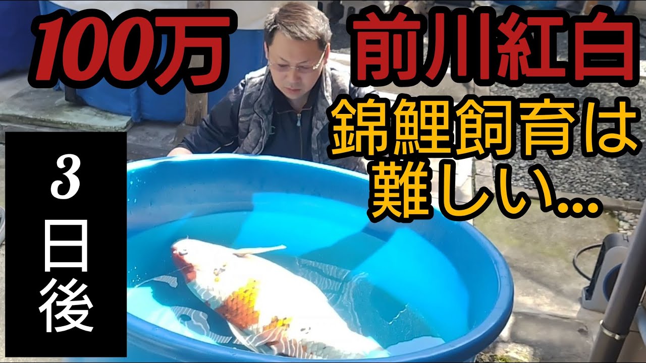 【100万円前川紅白】自宅池に入れて…３日後の事でした。　#錦鯉 　#アクアリウム　 #koi