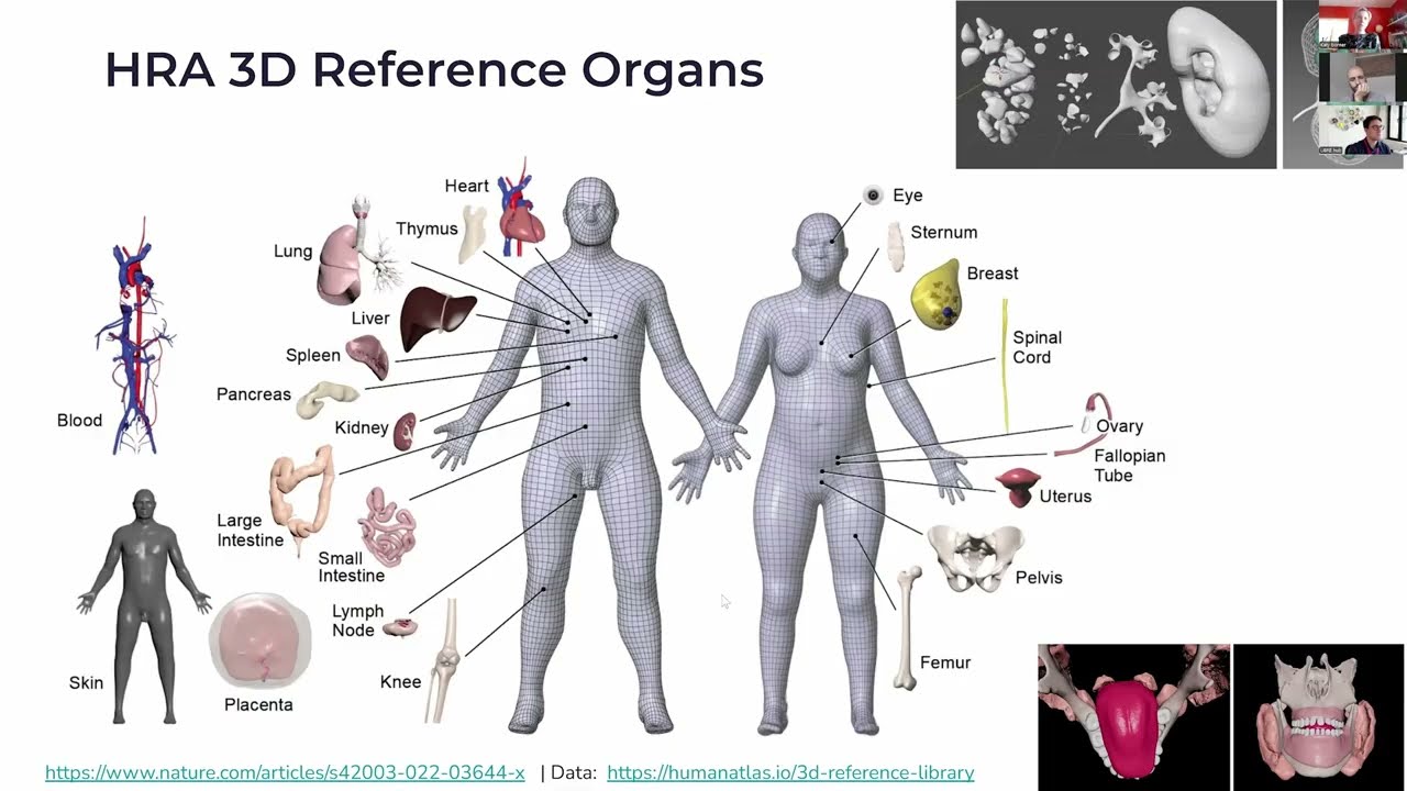 Human Reference Atlas and Data Visualization Construction and Usage