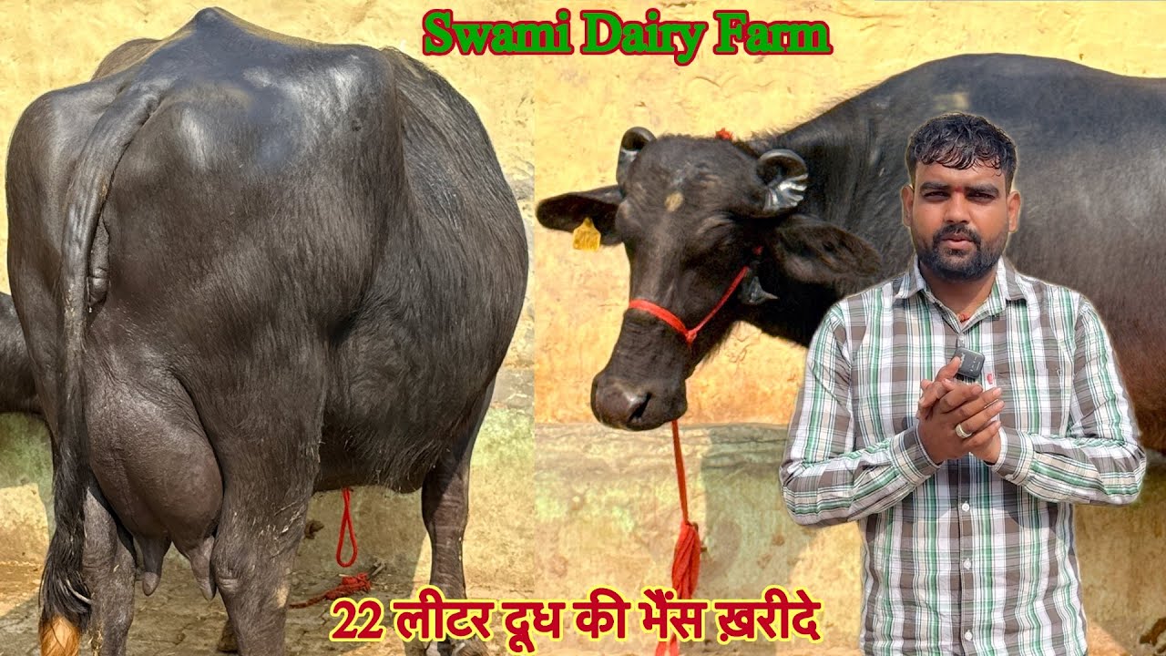18 से 22 लीटर दूध की झोटिया ✅ टॉप की मुर्रा झोटिया ख़रीदे 🏆 4 Buffalo For Sale 😱Swami Dairy Farm 👈🏻