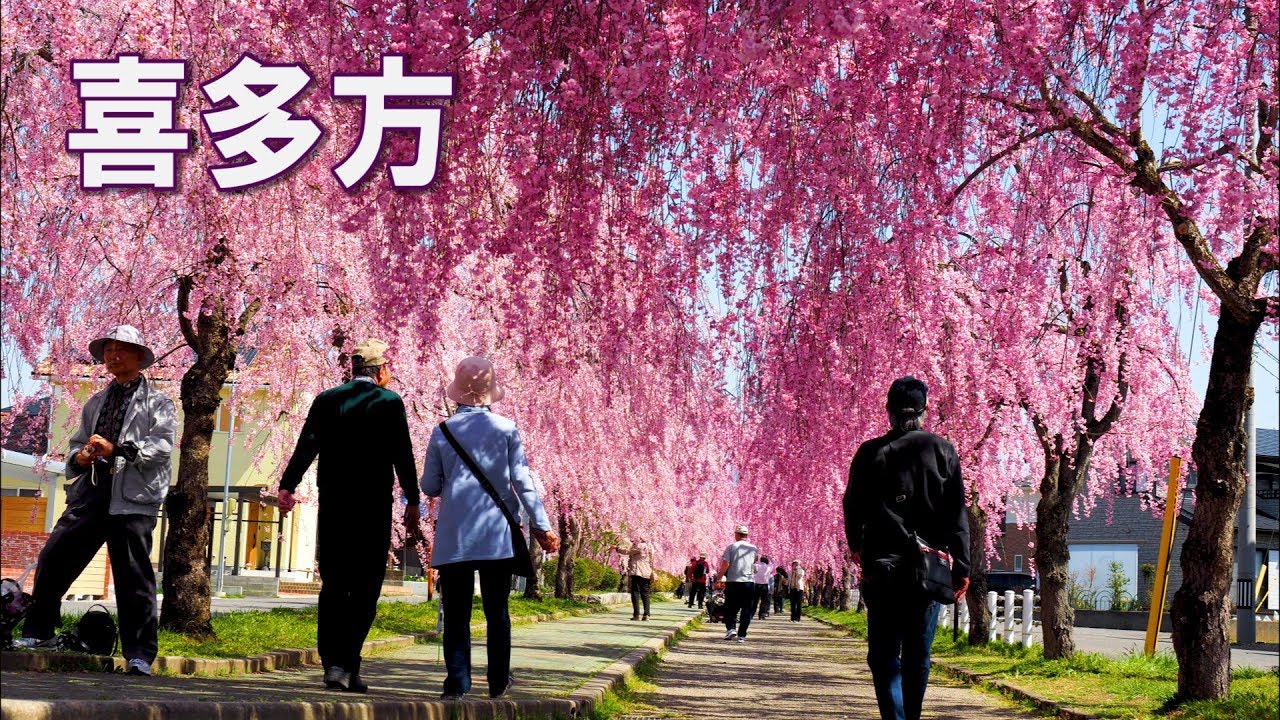 【Cherry blossoms】Kitakata 2019 #4K #喜多方 #日中線記念自転車歩行者道