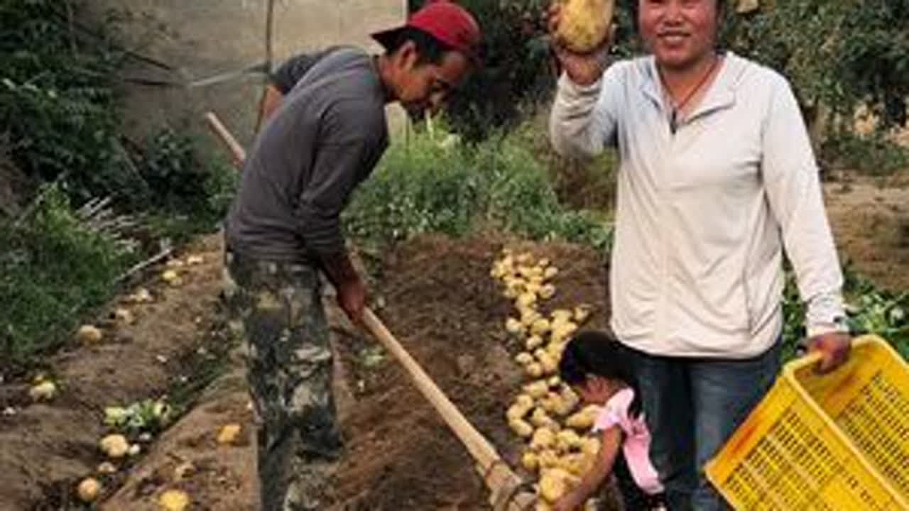 今天把土豆都刨了，在农村的好处就是想吃什么种什么都是纯绿色的 #三农